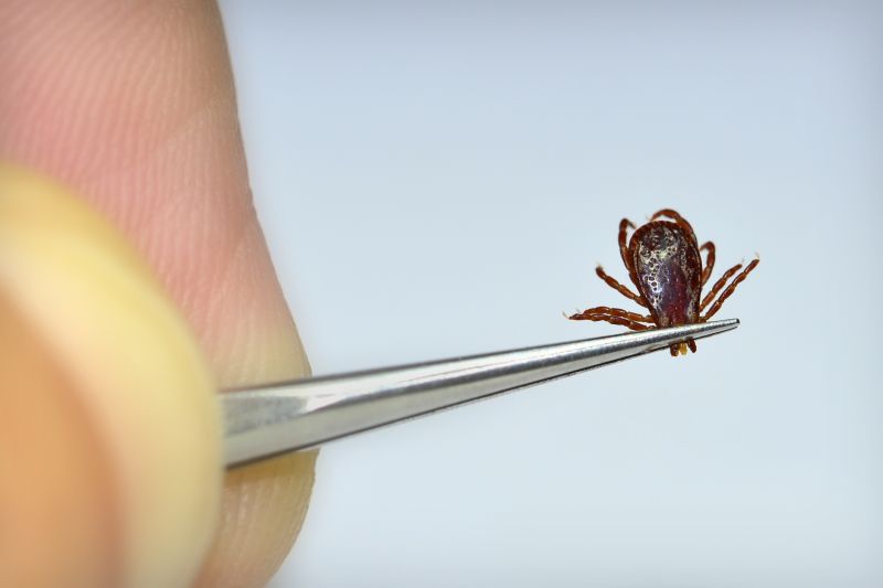 Tick Control Service